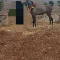 اسب