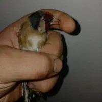 سیاهسر خط چشم دار طوقدارمست مست
