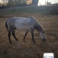 اسب نر