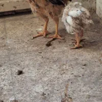 جوجه مرغ و خروس گلین|حیوانات مزرعه|اصفهان, پوریای ولی|دیوار