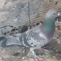 مسافتی درجه یک|پرنده|کاشمر, |دیوار