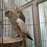 عروس هلندی مولد به همراه سه جوجه|پرنده|تهران, سبلان (لشگر)|دیوار