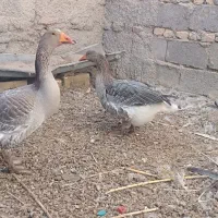 قاز|حیوانات مزرعه|کرباسک, |دیوار