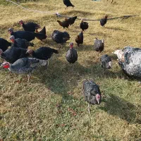 انواع بوقلمون در پلدشت|حیوانات مزرعه|ماکو, |دیوار