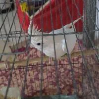 عروس هلندی|پرنده|یزد, |دیوار