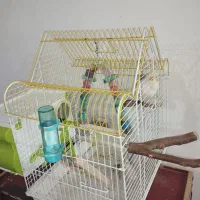 جفت عروس هلندی با لوازم