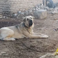 پژدر|سگ|شیروان (خراسان), |دیوار