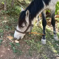 اسب|حیوانات مزرعه|فشم, |دیوار