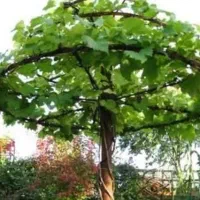 جوشکاری|مصالح و تجهیزات ساختمان|سبزوار, قصبه شرقی|دیوار