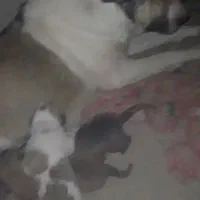 ماده عراقی|سگ|کبودرآهنگ, |دیوار