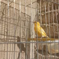 قناری پرتغالی نر|پرنده|مرودشت, ثبت احوال|دیوار