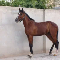 کره مادیون یکسر خارجی 2 سال و 9 ماهه