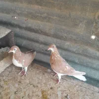 خوشرنگ زرد چشم چنگ سفید|پرنده|شیراز, مسلم|دیوار