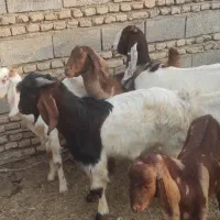 بز‌داشتی|حیوانات مزرعه|انبارآلوم, |دیوار