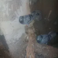 کبوترپلاکی اصیل|پرنده|گچی, |دیوار