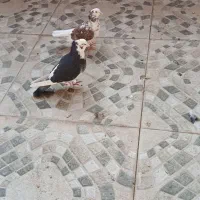 نر وماده شازده