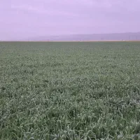 زمین دیم اجاره ای ۵۰۰ هکتار در بهتر اب و هوای قوچا|اجارهٔ دفتر صنعتی، کشاورزی، تجاری|آبکوه, |دیوار