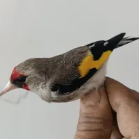 سهره داغسر خط چشم