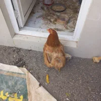 مرغ برهما با دوعدد جوجه