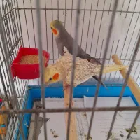 جفت عروس هلندی|پرنده|آستارا, |دیوار