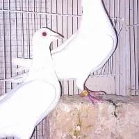 پلاکی سفید تهرانی زرد