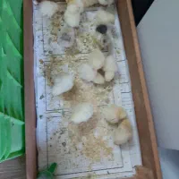 جوجه مرغ و خروس برهما