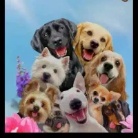 همکار برای پناهگاه سگ