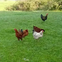 فروش بوقلمون و اردک اسرائیلی و مرغ و خروس|حیوانات مزرعه|چالوس, |دیوار