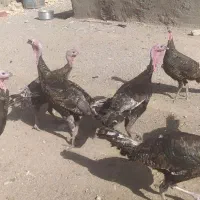 بوقلمون نر بوقلمون|حیوانات مزرعه|رضویه, |دیوار