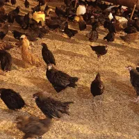 جوجه گلپایگانی و جهادی