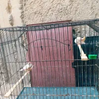 جفت فاعو درجه یک خوش رنگ|پرنده|چمران, |دیوار