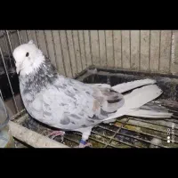 کفتر کبوتر سورو شازده هما کاکلی|پرنده|ری, فیروزآبادی|دیوار