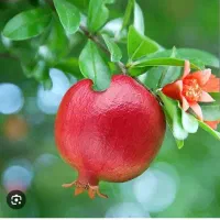 اب انار طبیعی یک لیتری
