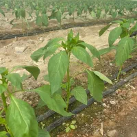 انجام خدمات گلخانه ،کاشت تا برداشت، نخ بندی سرپیچ|خدمات باغبانی و درختکاری|جیرفت, |دیوار