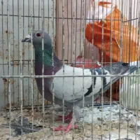 کفتر سبز و پولکی