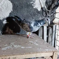 سار سرور|پرنده|مشهد, عبادی|دیوار