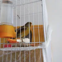 پرنده|پرنده|مشهد, امام رضا (ع)|دیوار