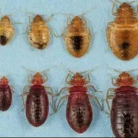 سمپاشی تضمینی سوسک. ساس. سم پاشی عقرب|خدمات نظافت|یزد, |دیوار