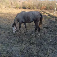 اسب مادیان|اسب و تجهیزات اسبسواری|کوراییم, |دیوار