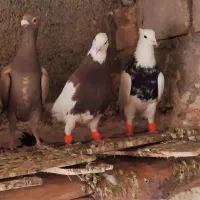 طوقی|پرنده|کنگاور, |دیوار