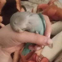 طوطی برزیلی گمشده|حیوانات|کرمانشاه, |دیوار