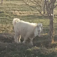 بزغاله نر|حیوانات مزرعه|سیلوانه, |دیوار