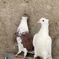 کبوتر دمگیر|پرنده|برخوار, |دیوار