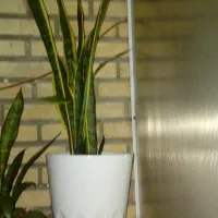 گل گیاه طبیعی|گل و گیاه طبیعی|قدس, شهر‌قدس|دیوار