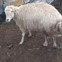 گوسفند|حیوانات مزرعه|گرمادوز, |دیوار