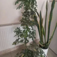 منزل آزادگان بلوار عطار، فروشی یا معاوضه