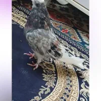 کفتر شازده|پرنده|نورآباد, |دیوار