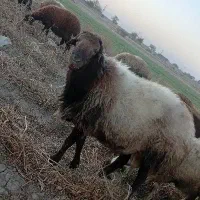 قوچ پلنگ|حیوانات مزرعه|چناران, |دیوار