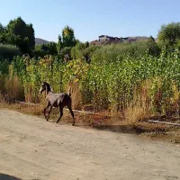 کوره مادیان درجه یک|اسب و تجهیزات اسب‌سواری|سنندج, |دیوار