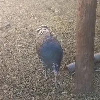 بوقلمو|حیوانات مزرعه|کرباسک, |دیوار